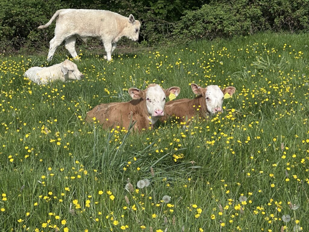 Mindful-buttercups